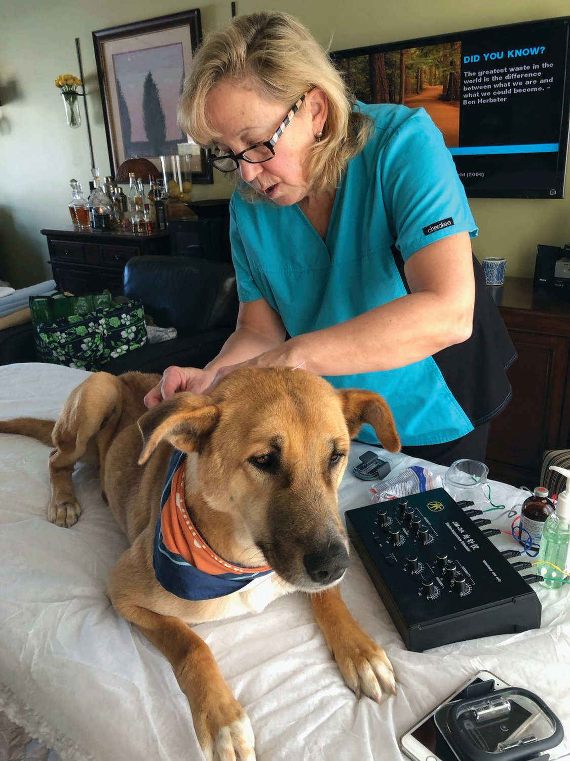 NEEDLE POINTER: Hulk has been receiving acupuncture for years to treat a variety of ailments. The technique has brought him relief, much to his owner’s surprise.